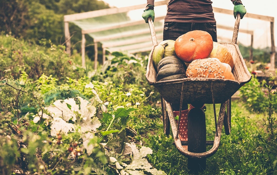 Procuring and Preserving Food For Survival