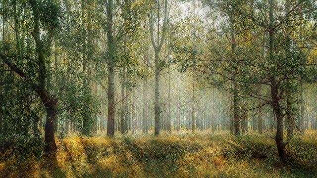 Essential Wilderness Survival Tips